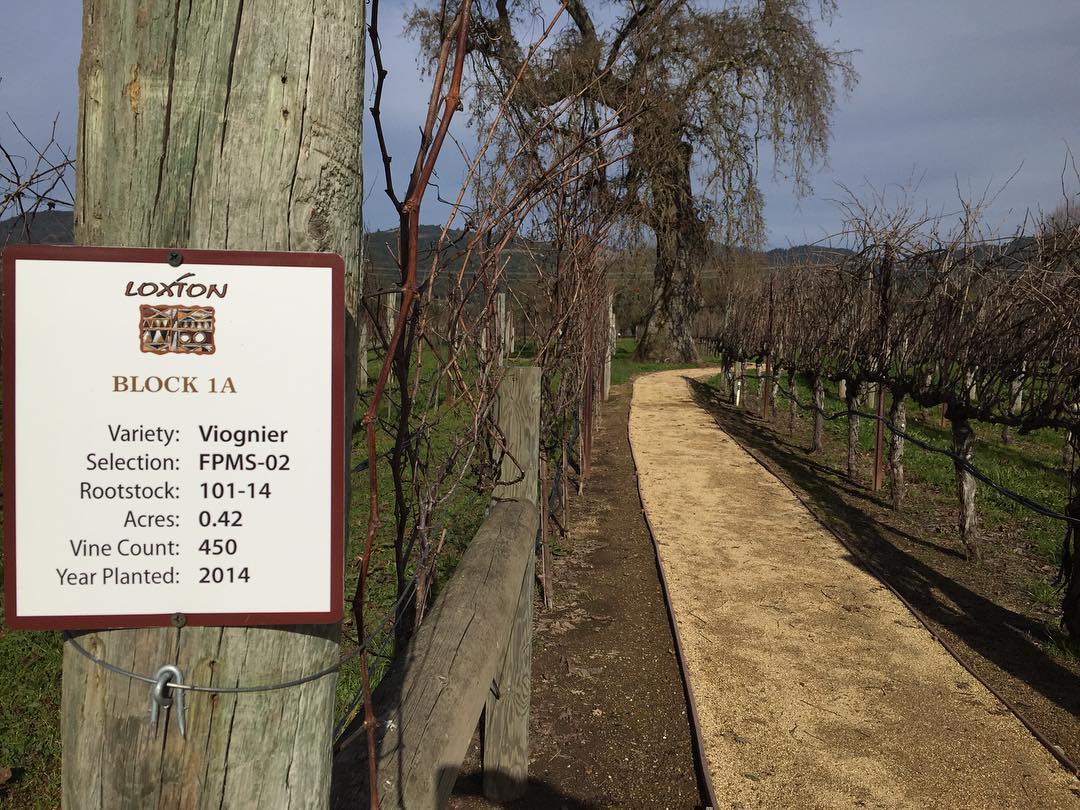 Loxton Estate Vineyard Block 1A Viognier sign along the vineyard path