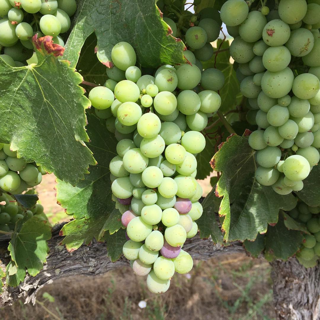 Green Chardonnay clusters ripening on the vine