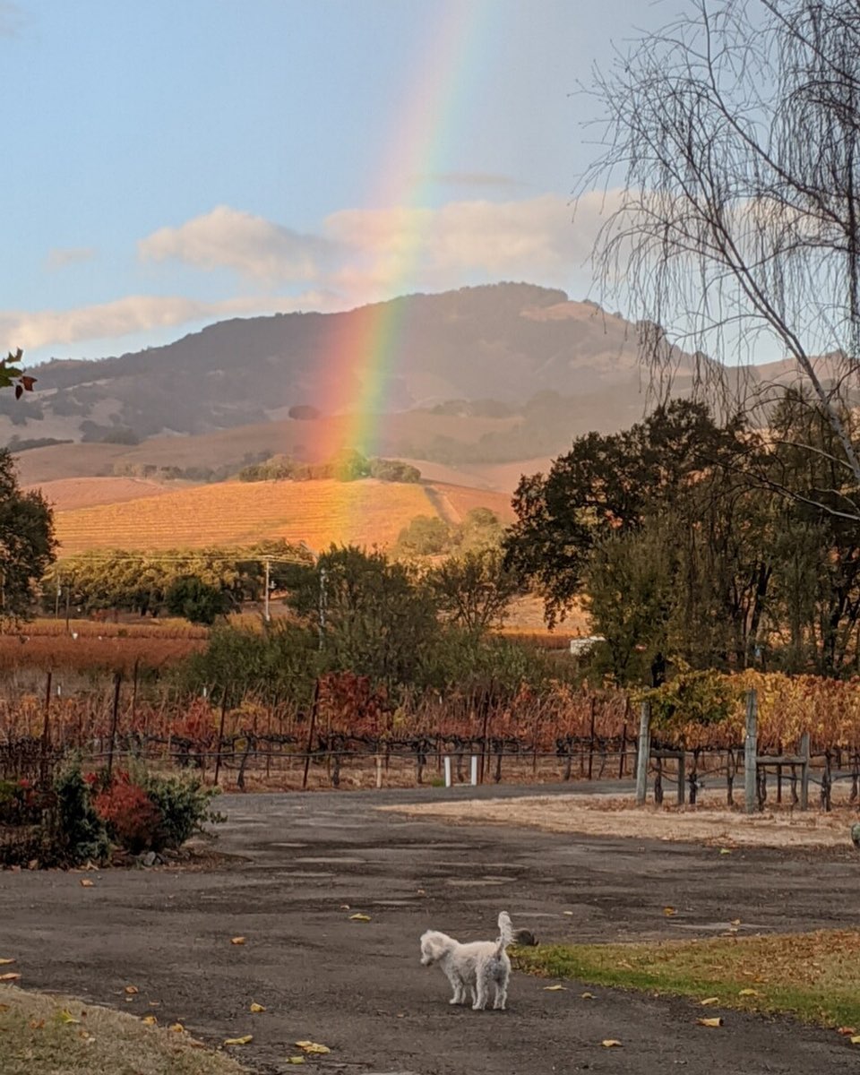 A rainbow over the autumn vineyard with the winery dog