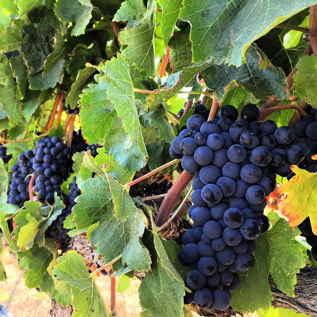 Ripe Syrah grape clusters on the vine