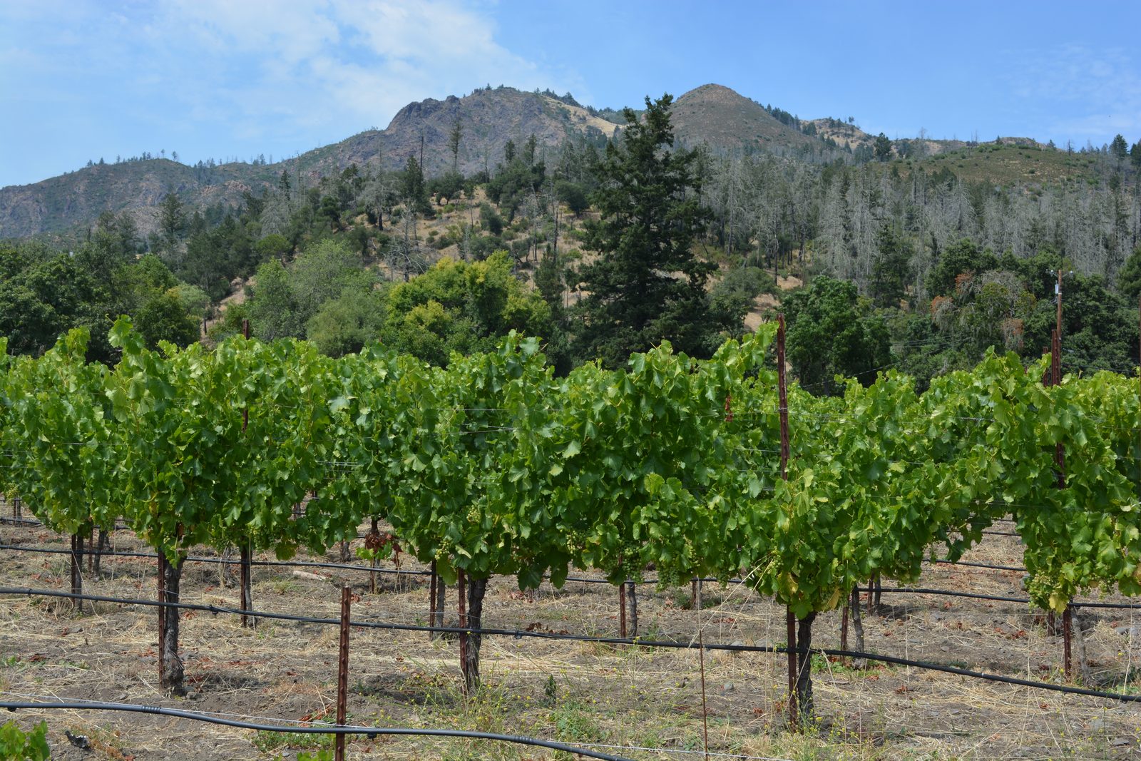 Grenache vines at Rose Ranch below the Mayacamas, near Sugarloaf in Kenwood