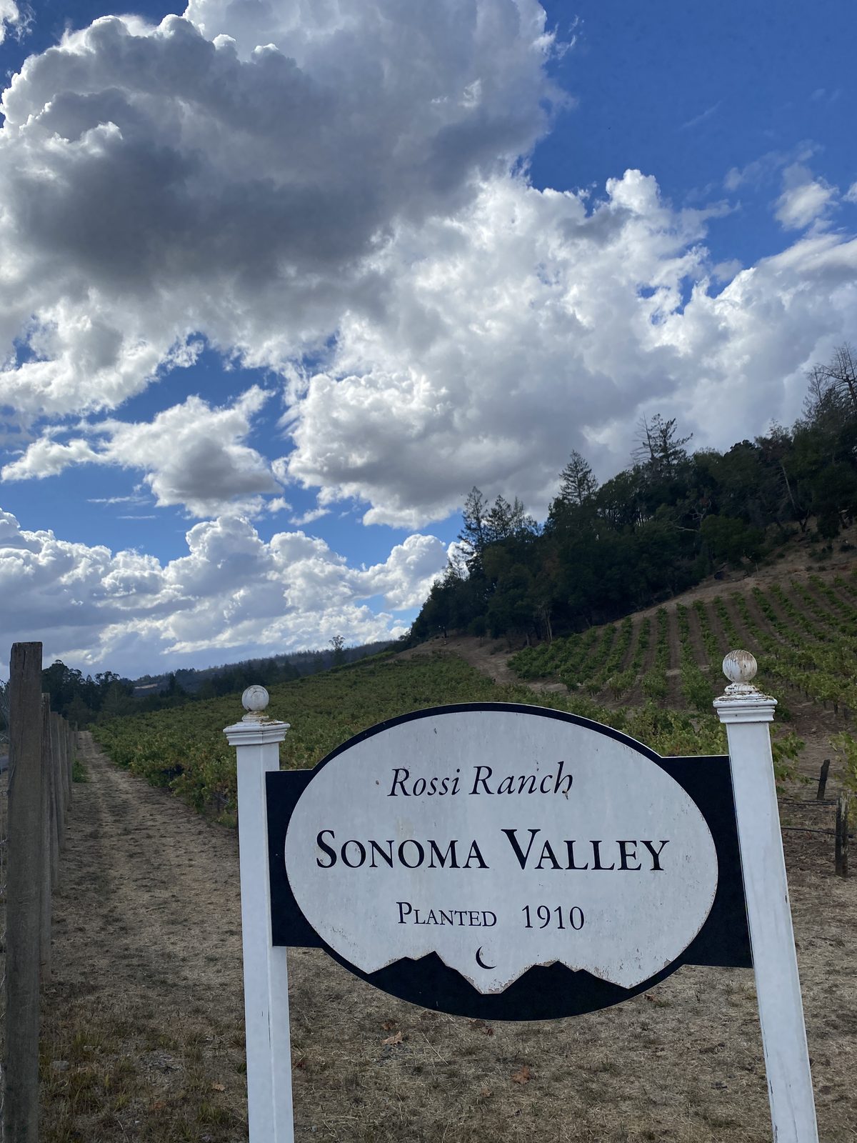 The Rossi Ranch sign — Sonoma Valley, planted 1910 — above the hillside vines