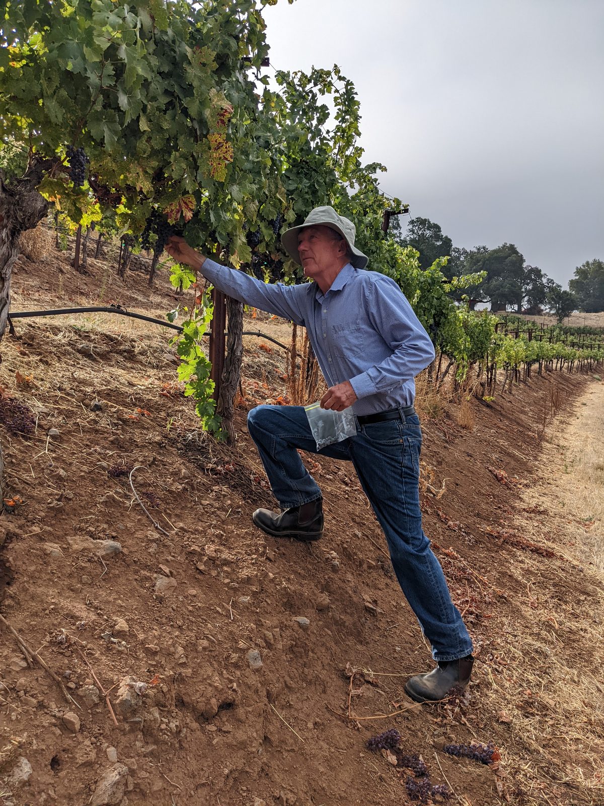 Sampling Cabernet Sauvignon on the steep Wildwood terraces high in the Mayacamas